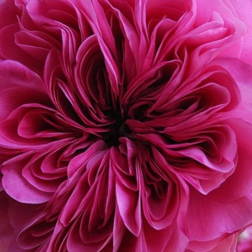 Růže online koupit v prodejně - Růžová - Fialová - Historické růže - Růže damascénská / Rosa damascena - intenzivní - Rosa  Duc de Cambridge - Jean Laffay - ,-
